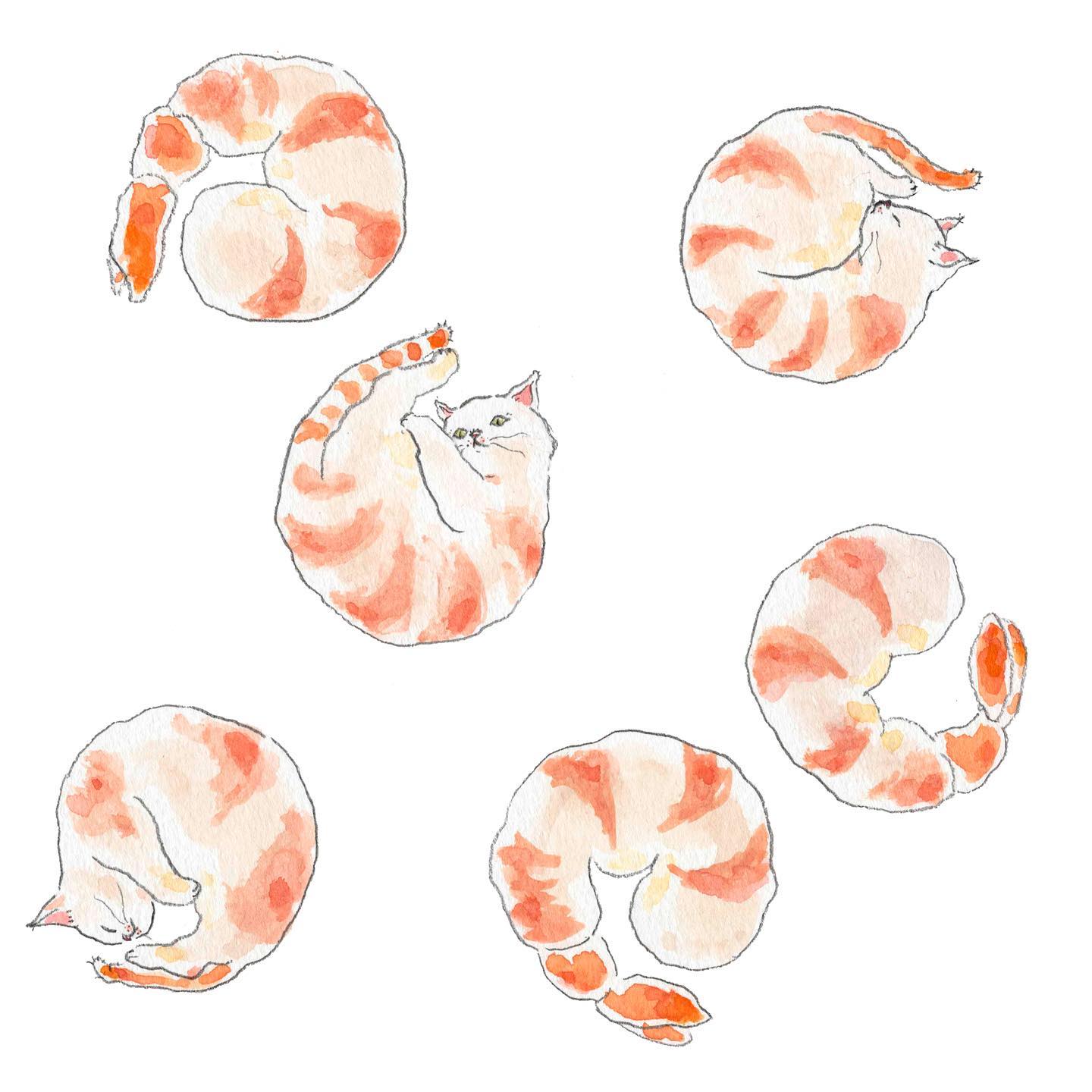 猫，插画，创意