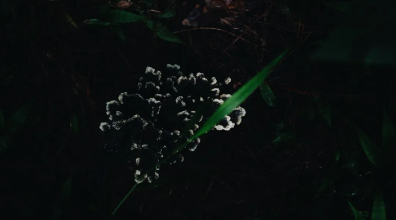 一坐一忘，菌子.jpg