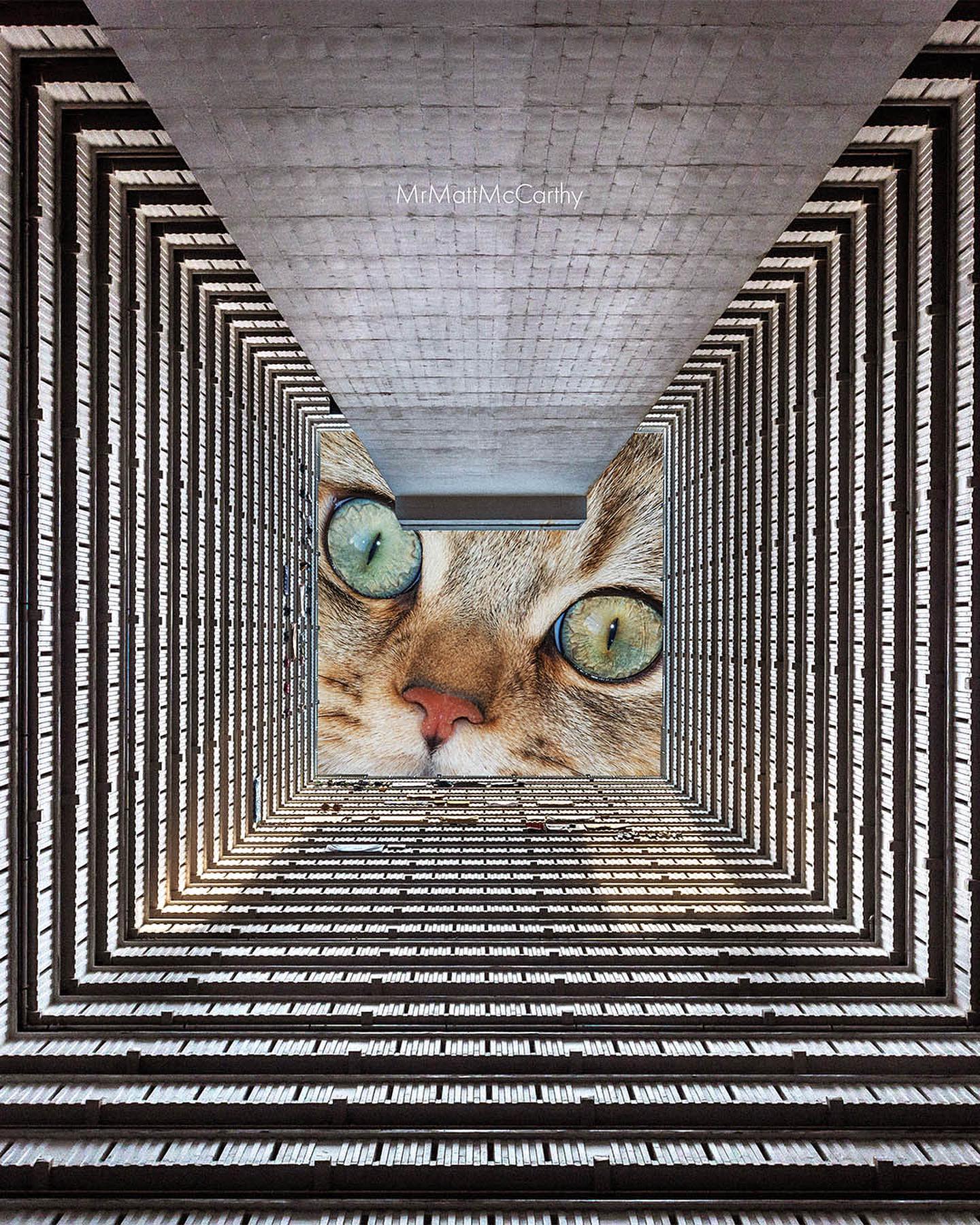 32张超现实猫咪拼贴插画，好治愈