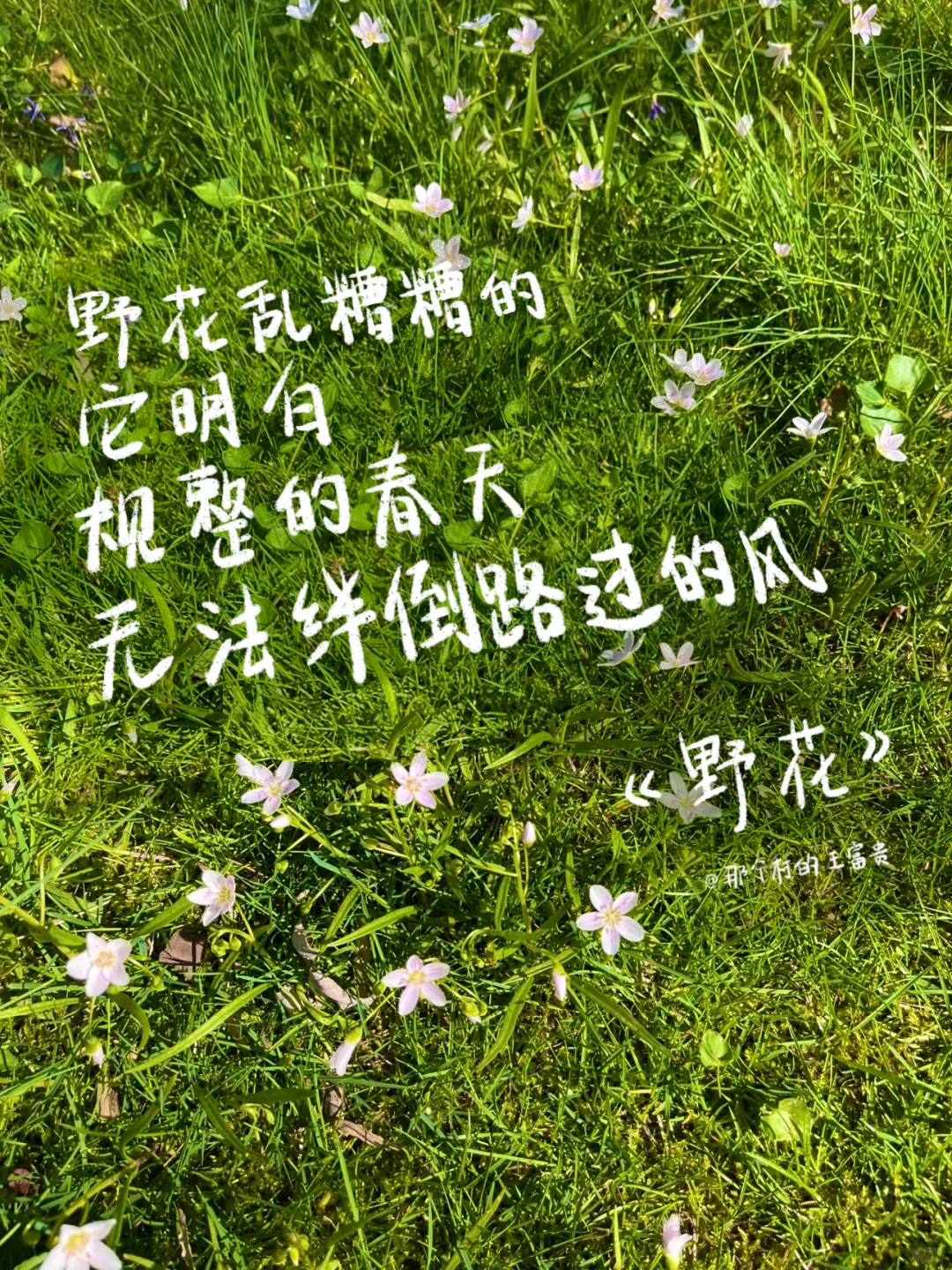 春天，文案，合集
