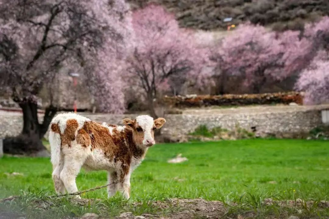 松赞集团，蔡景晖，人物专访
