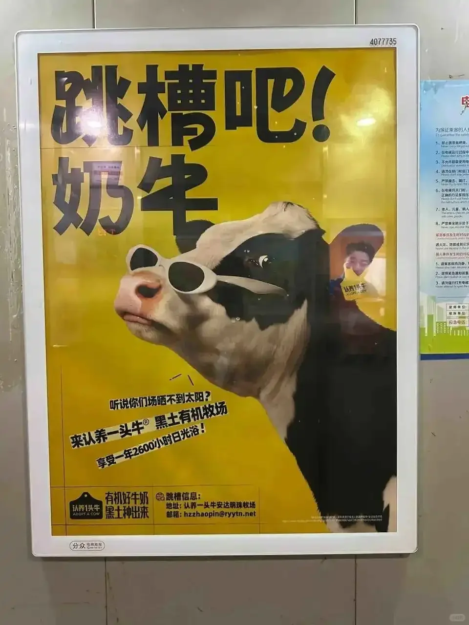 认养一头牛，公关，舆论，观点洞察